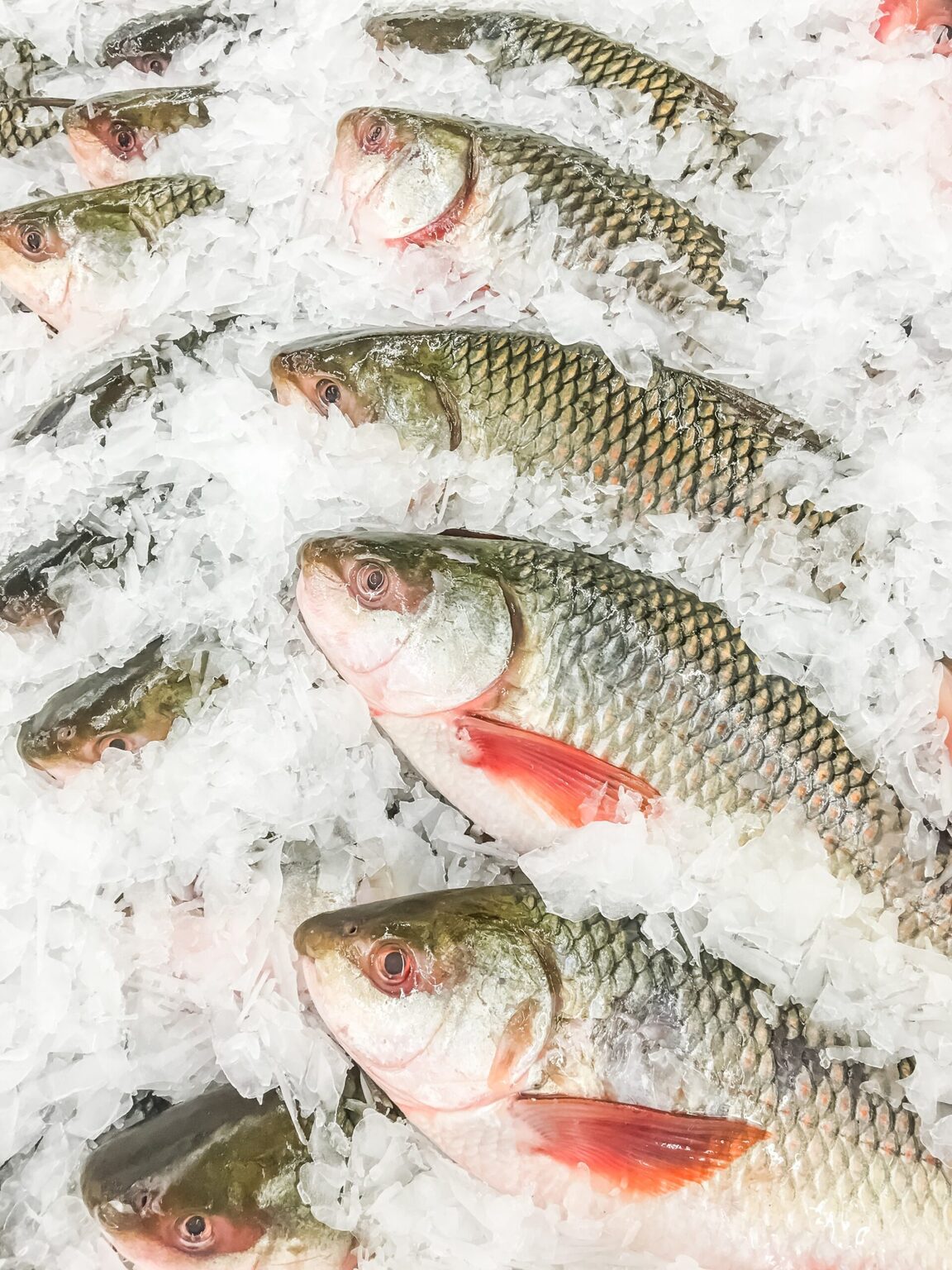Frozen Indian Fish & Seafood at Mayuri Bakery Seattle